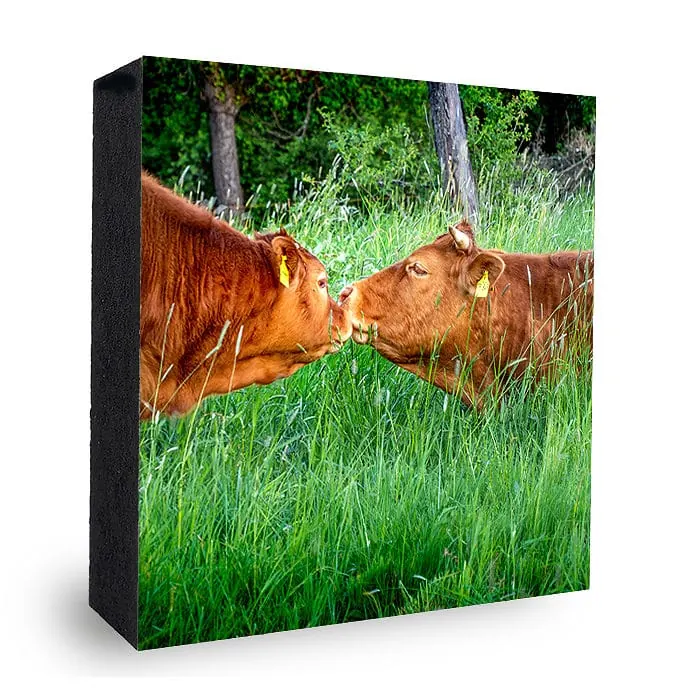 Kuh-Kuss Bild auf Holz