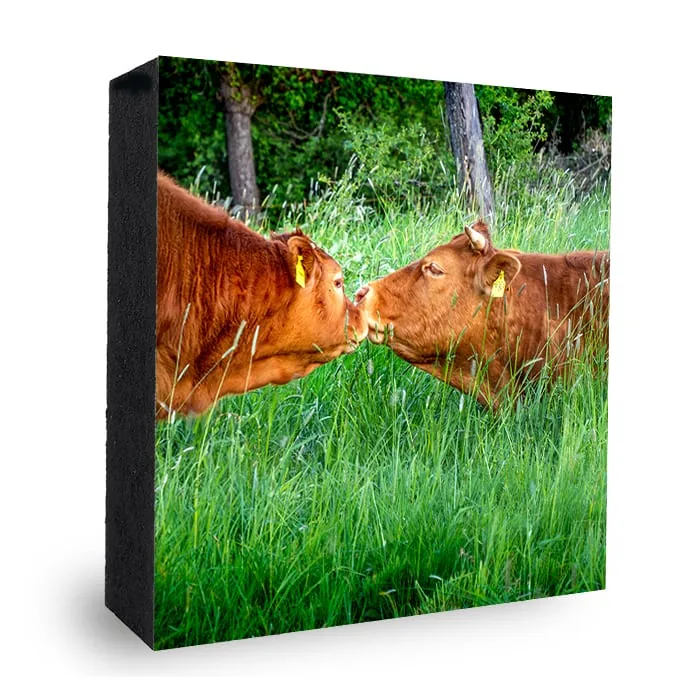 Kuh-Kuss Bild auf Holz